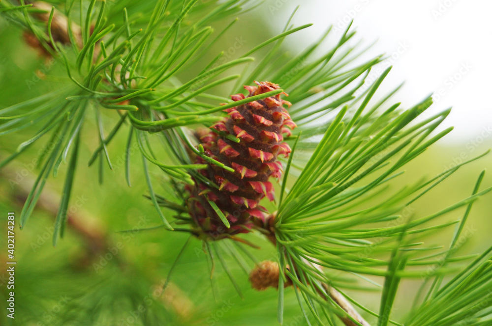 Coniferous tree branch with bright green needles and beautiful pink cones on a summer day Coniferous tree branch with bright green needles and beautiful pink cones on a summer day