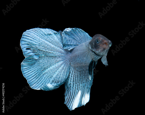 Fototapeta Naklejka Na Ścianę i Meble -  blue siamese fighting  fish