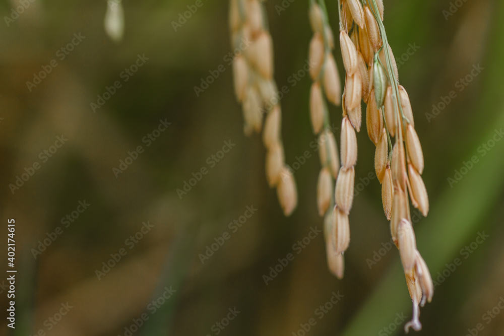 Rice in macro photo. The seeds of the grass species Oryza glaberrima (African rice) or Oryza sativa (Asian rice), the most consumed staple food for most of the world's human population. Rice in macro photo. The seeds of the grass species Oryza glaberrima (African rice) or Oryza sativa (Asian rice), the most consumed staple food for most of the world's human population.
