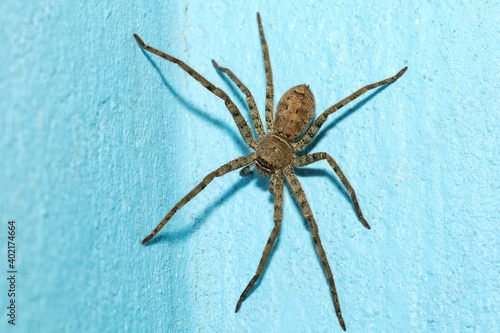 Close up wolf spider is insect animal