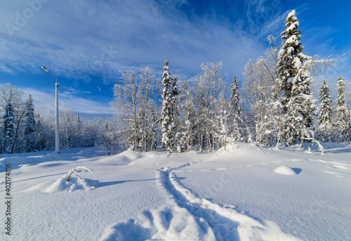 Beautiful landscape with snowy forest.