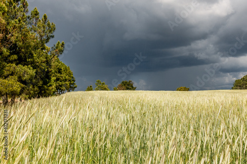 Dark thunderstorm clouds with rain veil above a sunlit wheat field photo