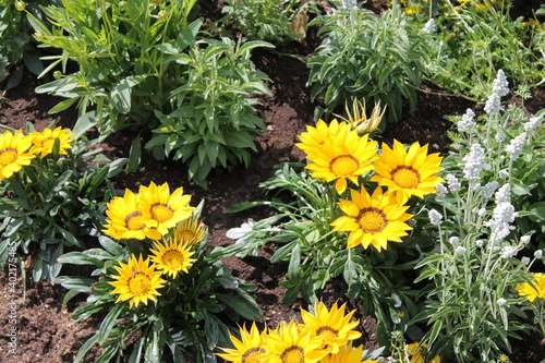 flower, yellow, nature, flowers, spring, garden, dandelion, green, summer, plant, field, blossom, grass, flora, beauty, beautiful, bloom, floral, meadow, bright, daisy, plants, orange, color, petal