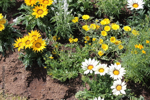 flower, yellow, nature, flowers, spring, garden, dandelion, green, summer, plant, field, blossom, grass, flora, beauty, beautiful, bloom, floral, meadow, bright, daisy, plants, orange, color, petal