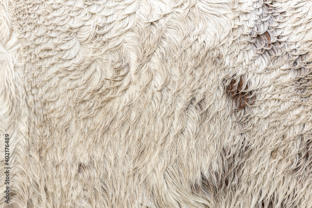 Wet and dirty coat of a Friesian horse with texture and detail of the white and brown hairs Wet and dirty coat of a Friesian horse with texture and detail of the white and brown hairs