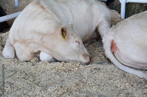 A close-up of a cream white hornless bull, cow, beef cattle of Charolais breed sleeping on the farm.