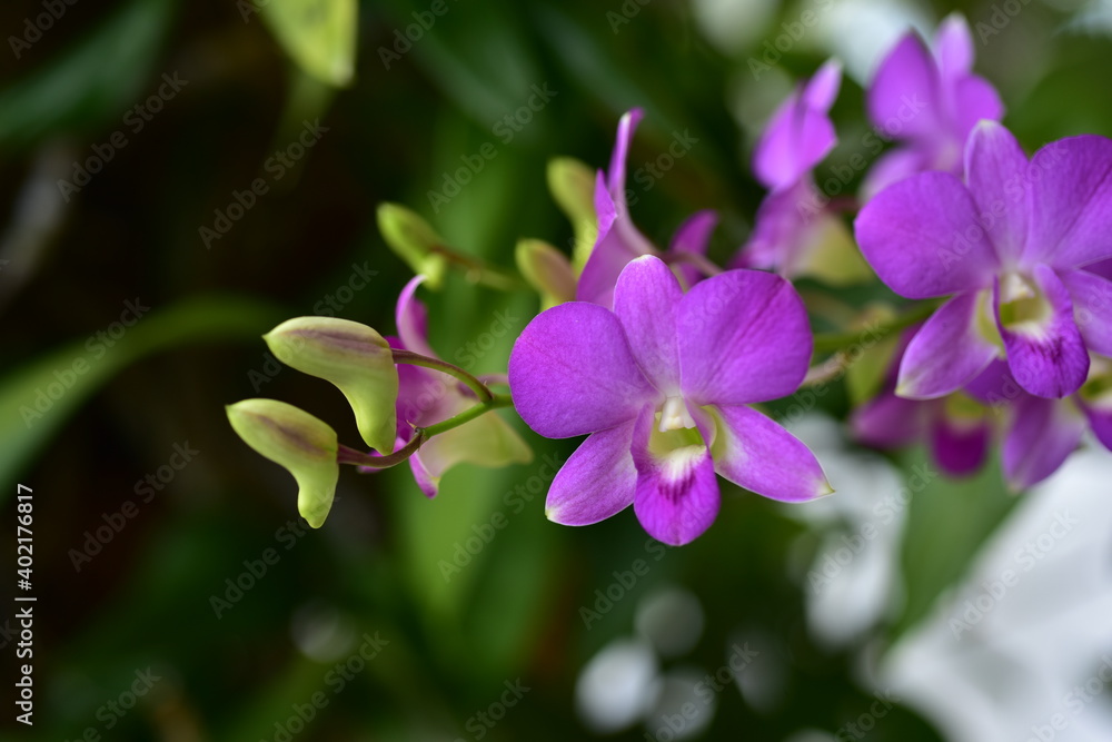 Closeup of orchid flowers beautiful in nature Closeup of orchid flowers beautiful in nature