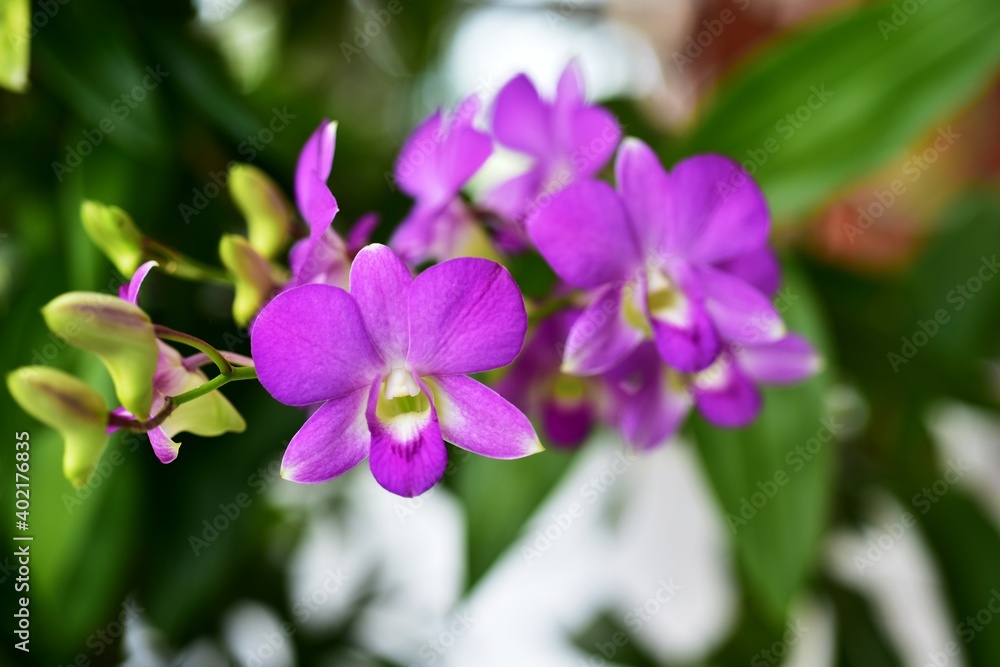 Closeup of orchid flowers beautiful in nature Closeup of orchid flowers beautiful in nature