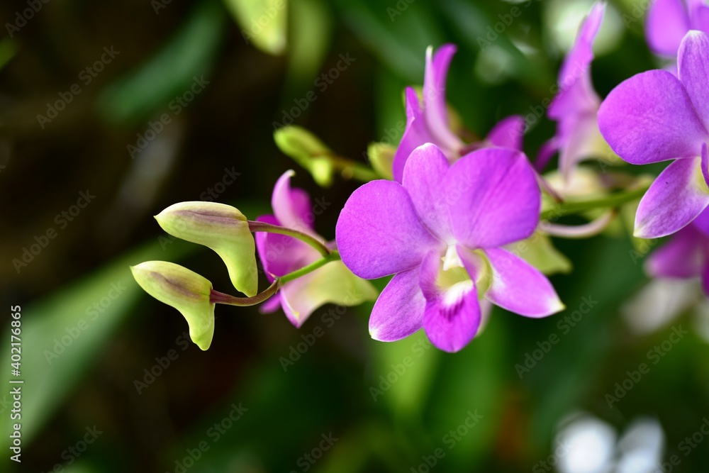 Closeup of orchid flowers beautiful in nature Closeup of orchid flowers beautiful in nature