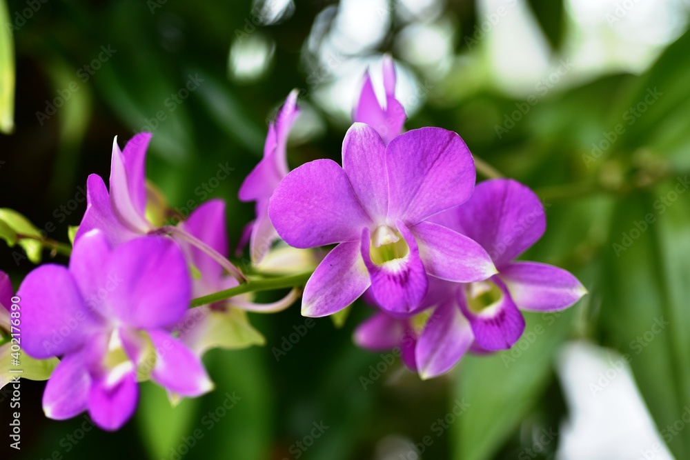 Colorful flowers in nature.flowers in the garden.Flower Blooming in the Suan Luang Rama IX Park. Colorful flowers in nature.flowers in the garden.Flower Blooming in the Suan Luang Rama IX Park.