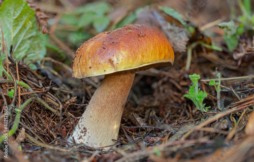 Porcini bolete, or a penny bun, grows in a pine tree forest