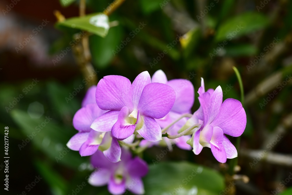 Colorful flowers in nature.flowers in the garden.Flower Blooming in the Suan Luang Rama IX Park. Colorful flowers in nature.flowers in the garden.Flower Blooming in the Suan Luang Rama IX Park.