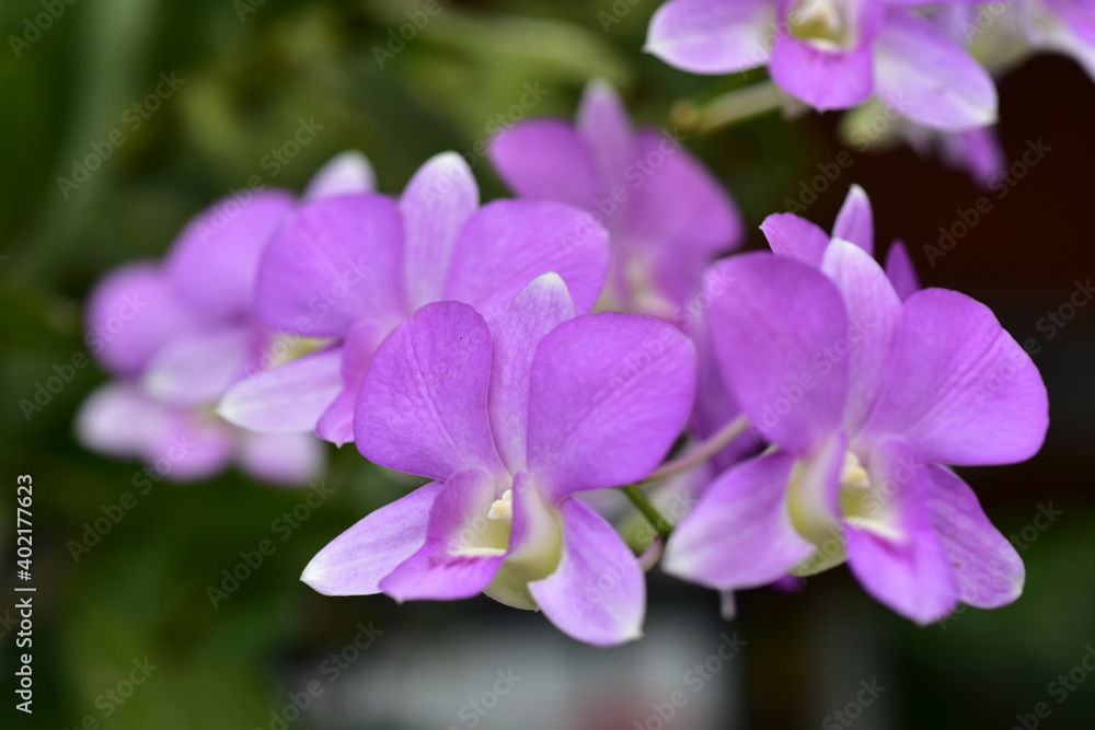 Colorful flowers in nature.flowers in the garden.Flower Blooming in the Suan Luang Rama IX Park. Colorful flowers in nature.flowers in the garden.Flower Blooming in the Suan Luang Rama IX Park.