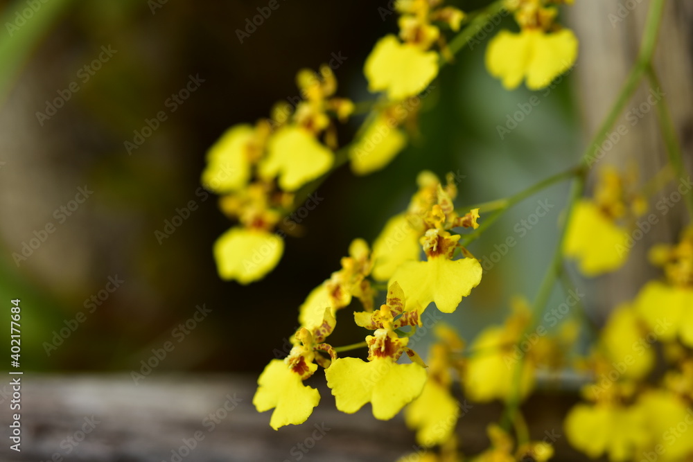 Closeup of orchid flowers beautiful in nature Closeup of orchid flowers beautiful in nature