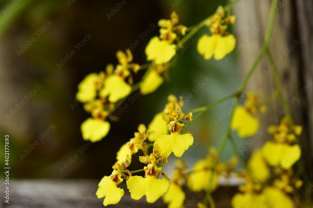 Closeup of orchid flowers beautiful in nature Closeup of orchid flowers beautiful in nature