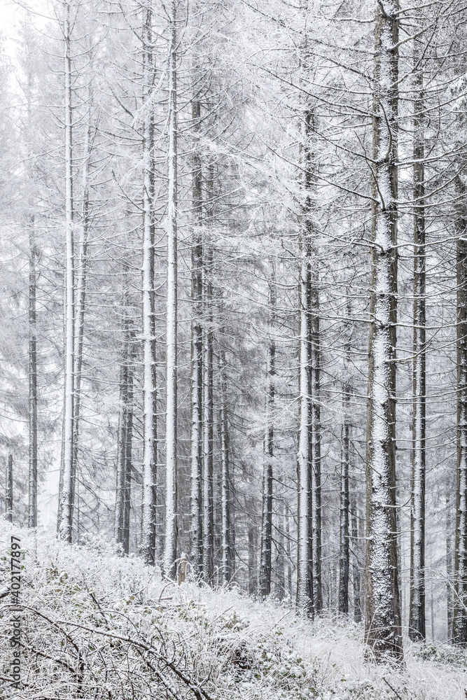 Spruce Forest in Winter with Fog and Snow