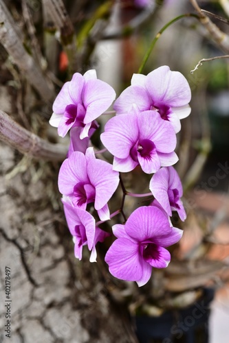 Closeup of orchid flowers beautiful in nature 