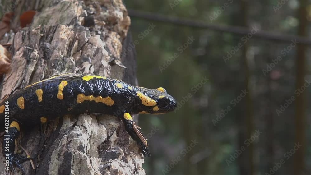 Yellow spotted salamander tries to hide in the forest among the branches and leaves Yellow spotted salamander tries to hide in the forest among the branches and leaves
