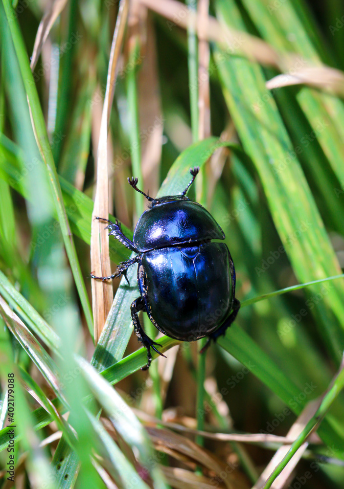Fototapeta premium Eine Nahaufnahme eines Waldmistkäfer (Anoplotrupes stercorosus) im Wald.