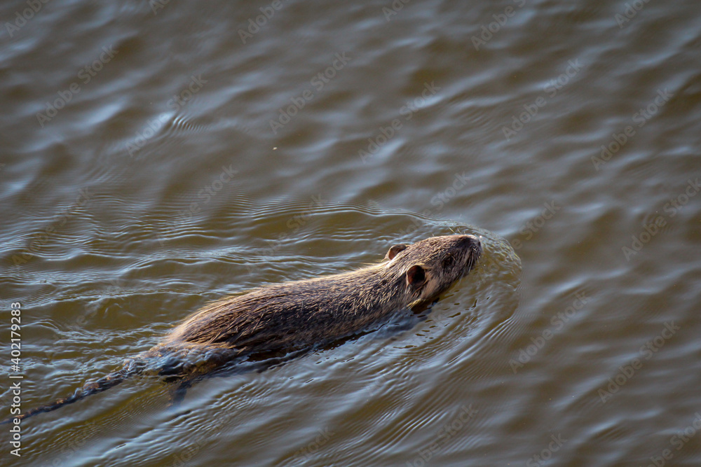 Fototapeta premium Ein Nutria oder auch Bisamratte am Ufer eines Fluss.