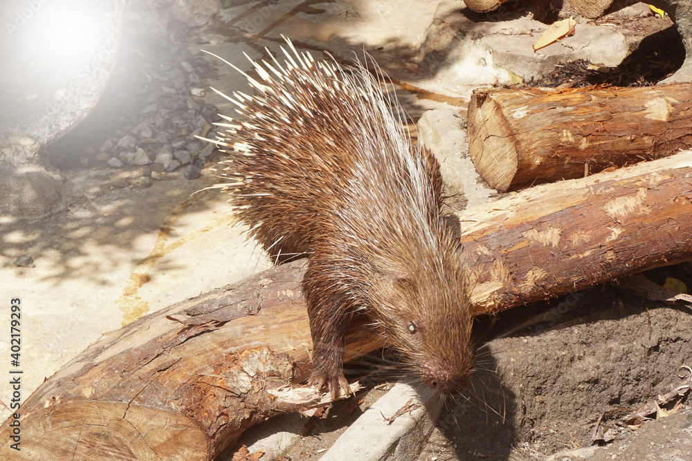 Malayan Porcupine (Hystrix brachyura ) or East Asian Porcupine, is one