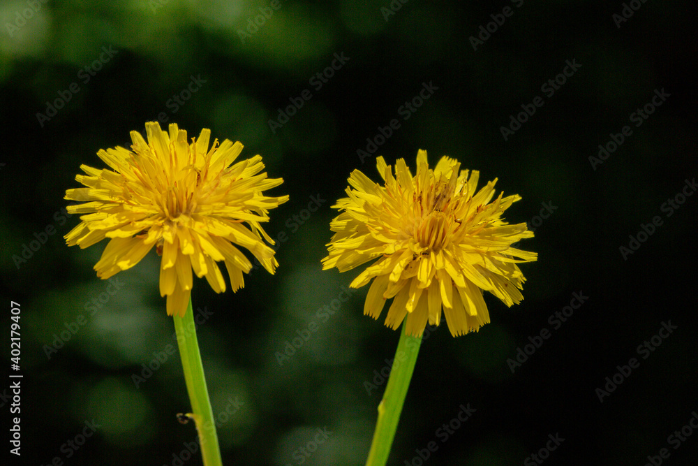 A close-up photo of Dandelion (Taraxacum officinale). It is a cosmopolitan species with about 100 varieties seen almost all over the world, including all of Europe, North America, and Asia. A close-up photo of Dandelion (Taraxacum officinale). It is a cosmopolitan species with about 100 varieties seen almost all over the world, including all of Europe, North America, and Asia.