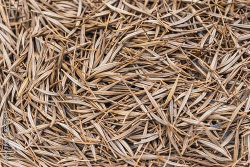 Cosmos flower Seeds for Planting in the garden