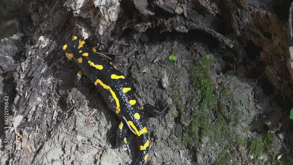 Yellow spotted salamander tries to hide in the forest among the branches and leaves