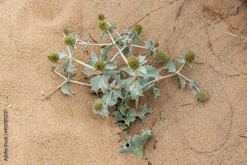 chardon sur une dune