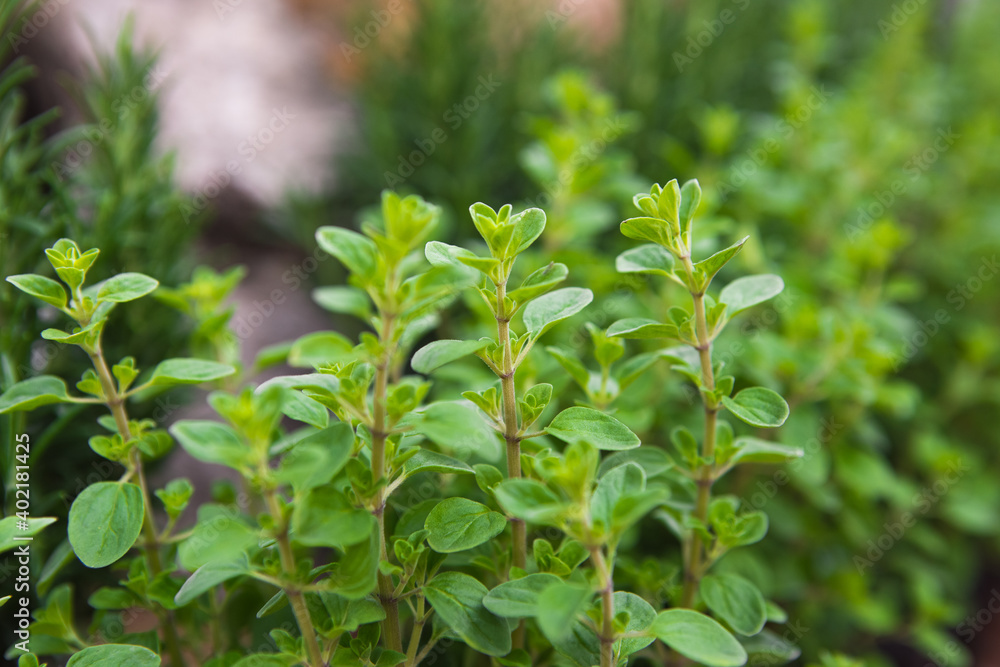 Oregano Oregano