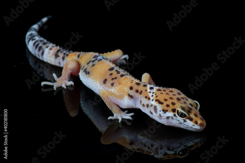 Baby leopard gecko in black background