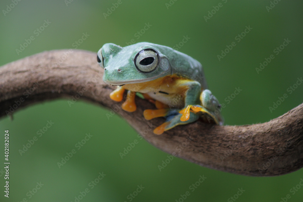 Rhacophorus reinwardtii, flying tree frog on the branch Rhacophorus reinwardtii, flying tree frog on the branch