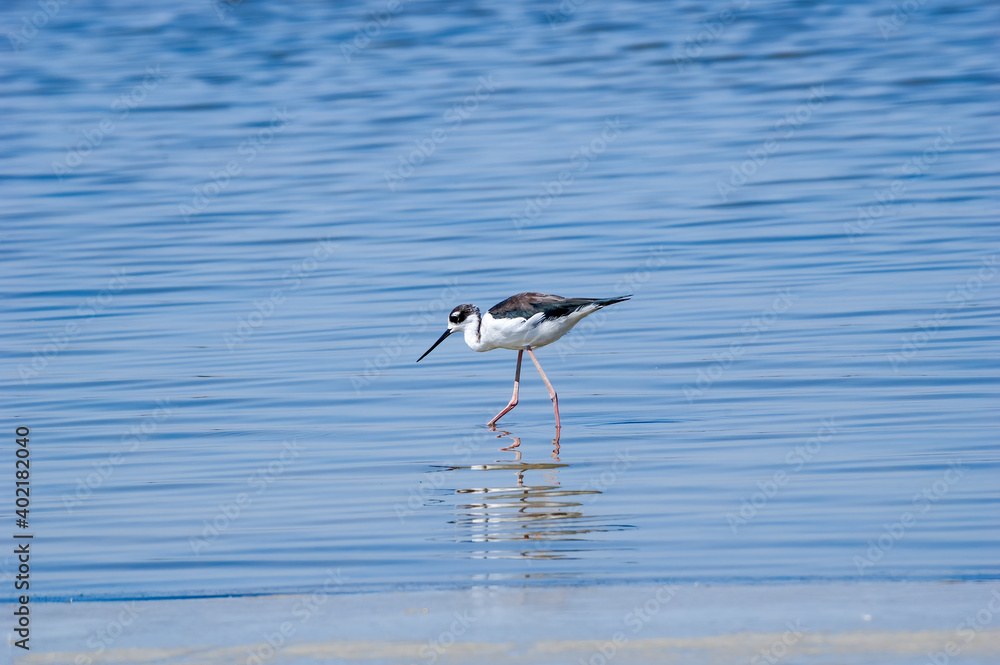 Black-necked Stilt (Himantopus mexicanus) in Salton Sea area, Imperial Valley, California, USA Black-necked Stilt (Himantopus mexicanus) in Salton Sea area, Imperial Valley, California, USA