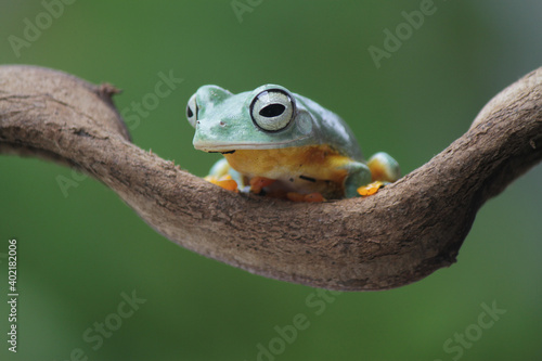 Rhacophorus reinwardtii, flying tree frog on the branch