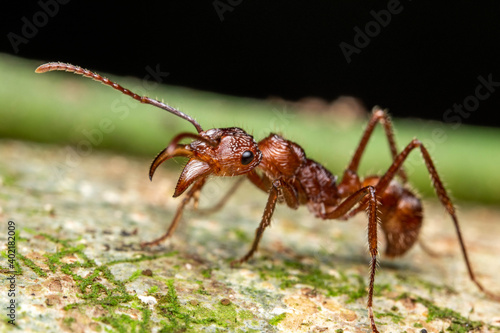 Ectatomma ants rain forest costa rica