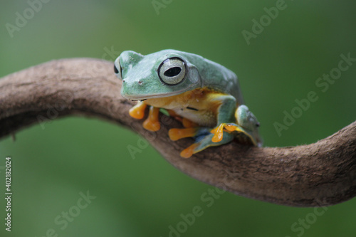 Rhacophorus reinwardtii, flying tree frog on the branch