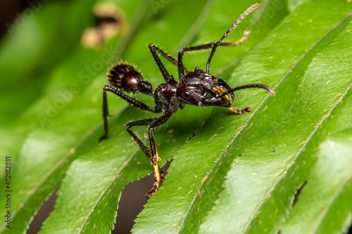 Ectatomma ants rain forest costa rica © Andres