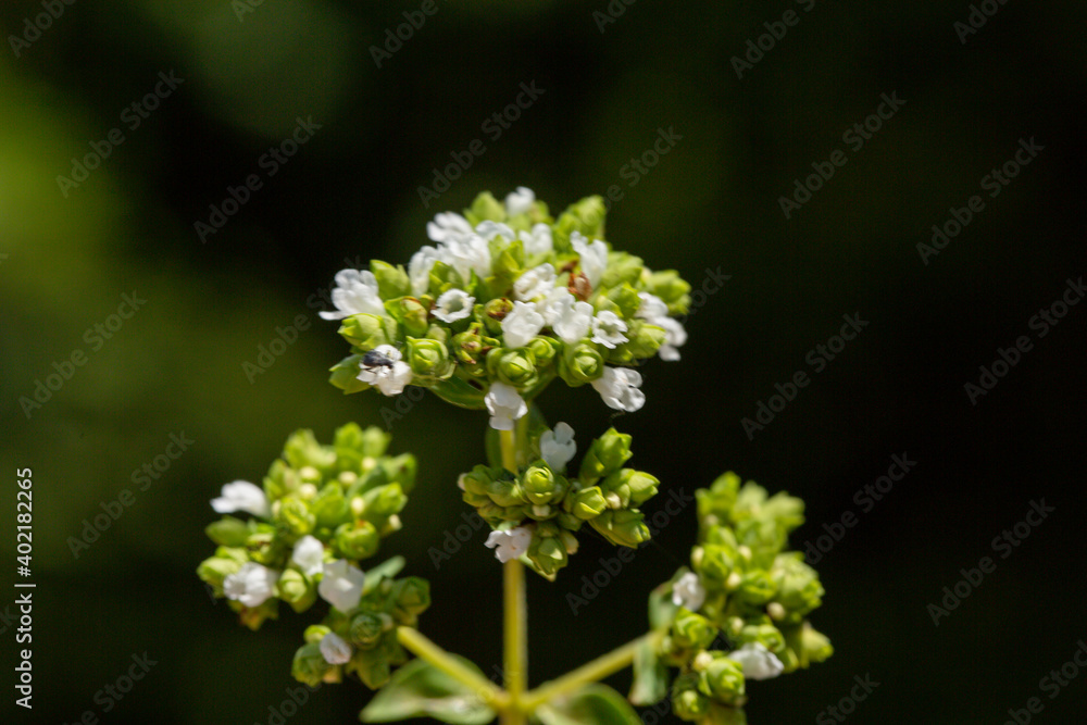 Close up photo of Shepherd's Purse also known as Capsella bursa-pastoris in front of a green background. This flower belongs to Brassicaceae family and it is native to the Mediterranean region. Close up photo of Shepherd's Purse also known as Capsella bursa-pastoris in front of a green background. This flower belongs to Brassicaceae family and it is native to the Mediterranean region.