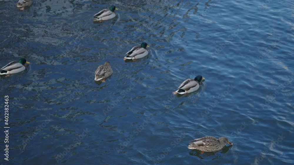 Group Of Mallard Ducks Swimming In A Winter Lake - high angle, slow motion Group Of Mallard Ducks Swimming In A Winter Lake - high angle, slow motion