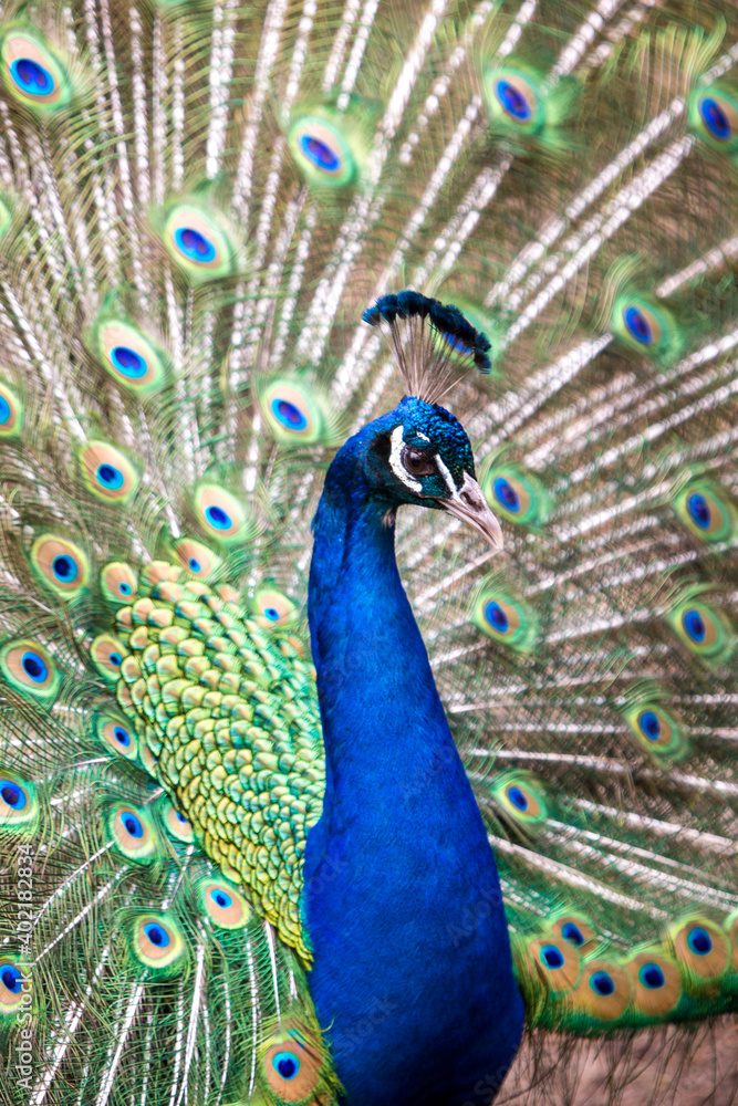 Obraz premium Pfau