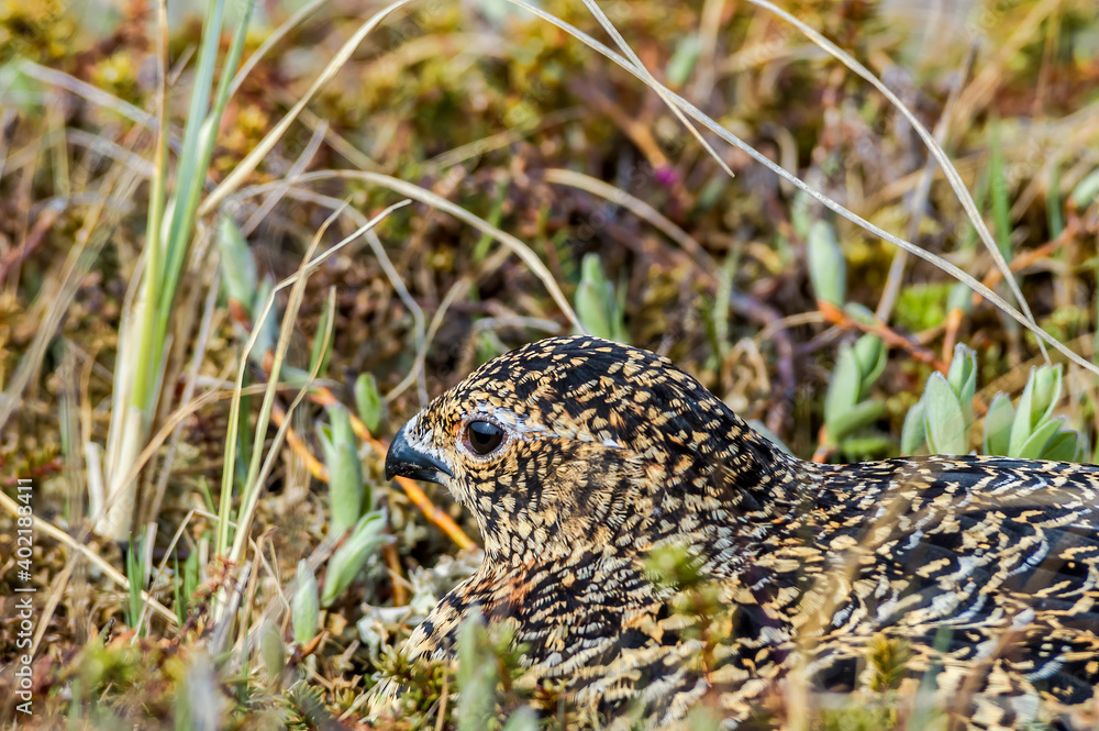 Willow Ptarmigan (Lagopus lagopus) hen at nest in Barents Sea coastal area, Russia Willow Ptarmigan (Lagopus lagopus) hen at nest in Barents Sea coastal area, Russia