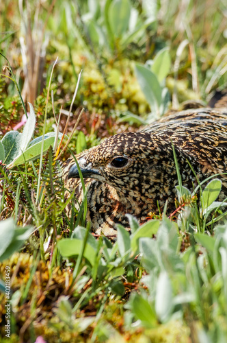 Willow Ptarmigan (Lagopus lagopus) hen at nest in Barents Sea coastal area, Russia