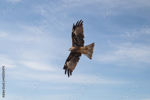 Birds of prey flying vulture blue sky. hawk flying in the sky