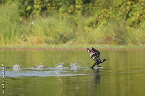 Reed cormorant splash landing on water