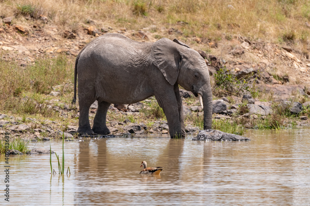 Fototapeta premium african elephant drinking at a water hole
