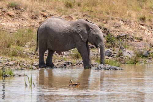 african elephant drinking at a water hole