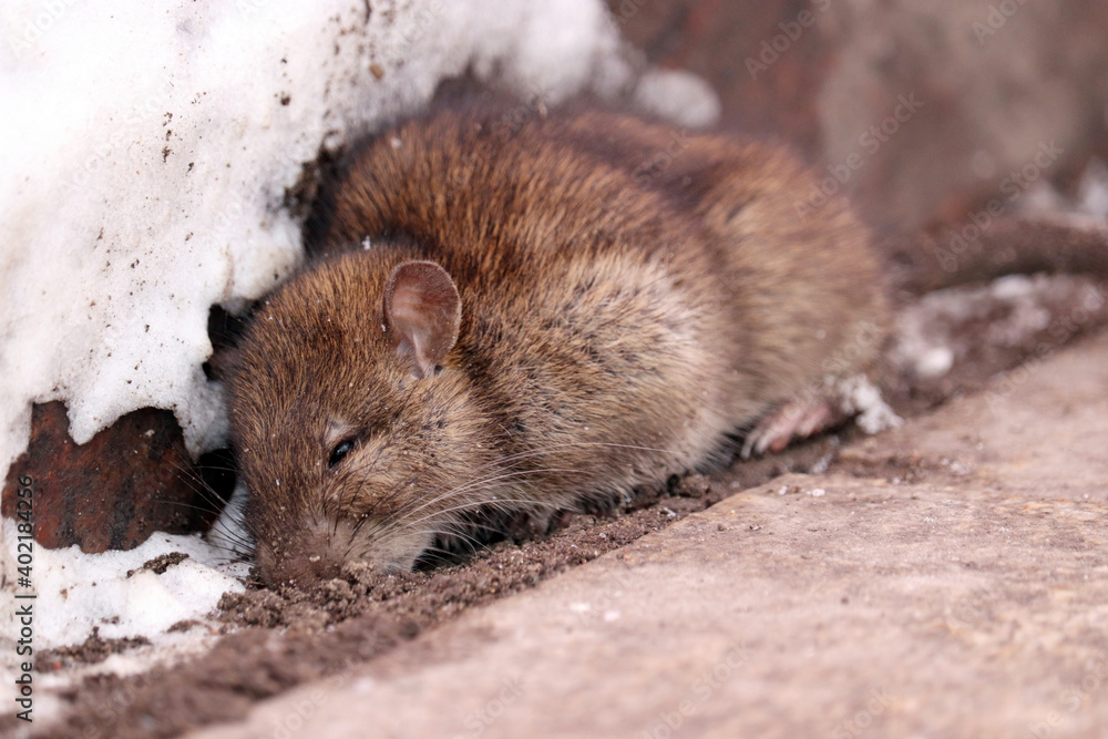 Rat looking for food on a winter street Rat looking for food on a winter street