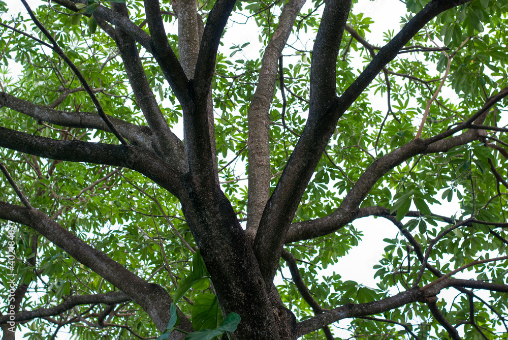 tree in the forest