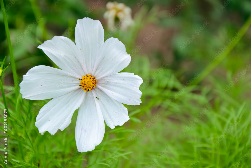 Cosmea flower. Fresh garden plant. Daisy white flower. Spring and summer nature. Cosmea flower. Fresh garden plant. Daisy white flower. Spring and summer nature.