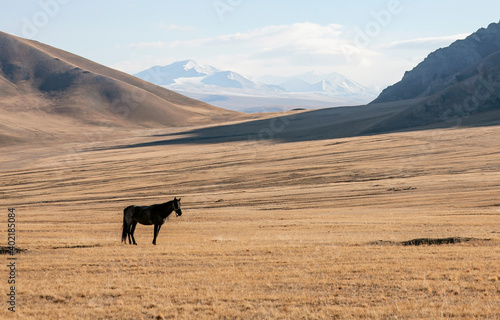 A lone horse grazes in a mountain pasture.